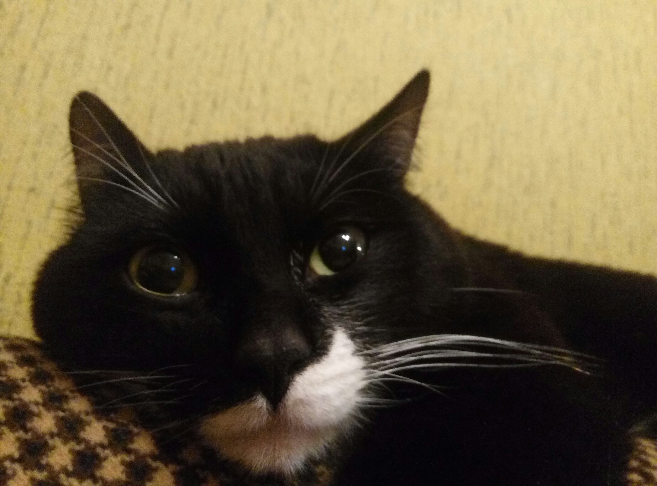 Теплый плед и теплый кот: Как правильно выбирать питомца в Твери