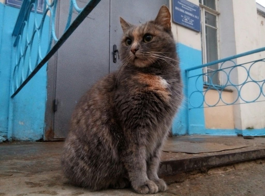 Теплый плед и теплый кот: Как правильно выбирать питомца в Твери Теплый плед и теплый кот: Как правильно выбирать питомца в Твери