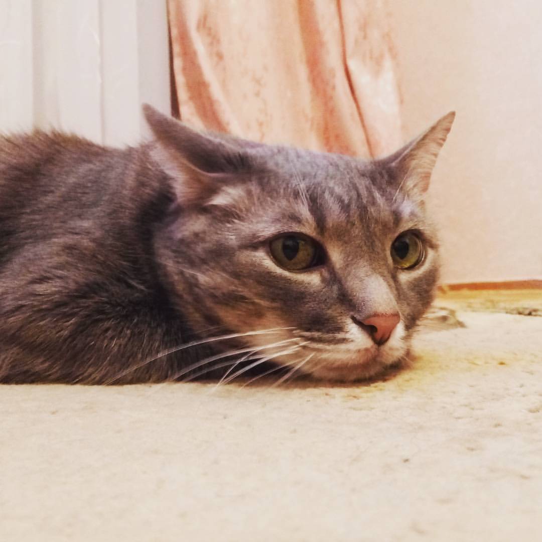 Теплый плед и теплый кот: Как правильно выбирать питомца в Твери