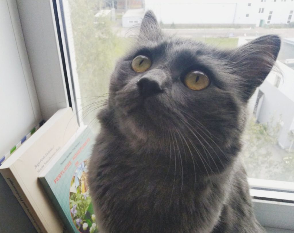 Теплый плед и теплый кот: Как правильно выбирать питомца в Твери Теплый плед и теплый кот: Как правильно выбирать питомца в Твери