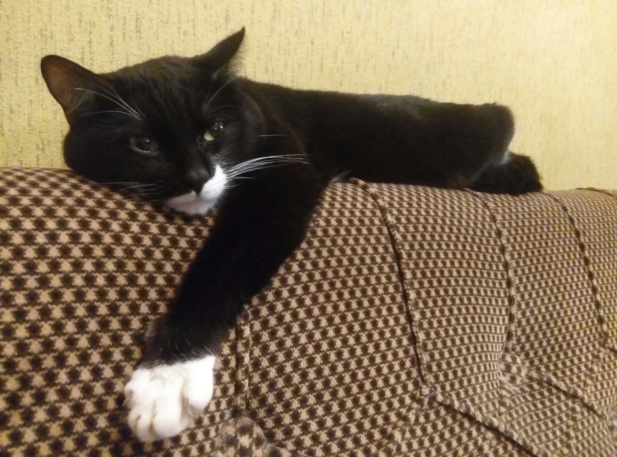 Теплый плед и теплый кот: Как правильно выбирать питомца в Твери