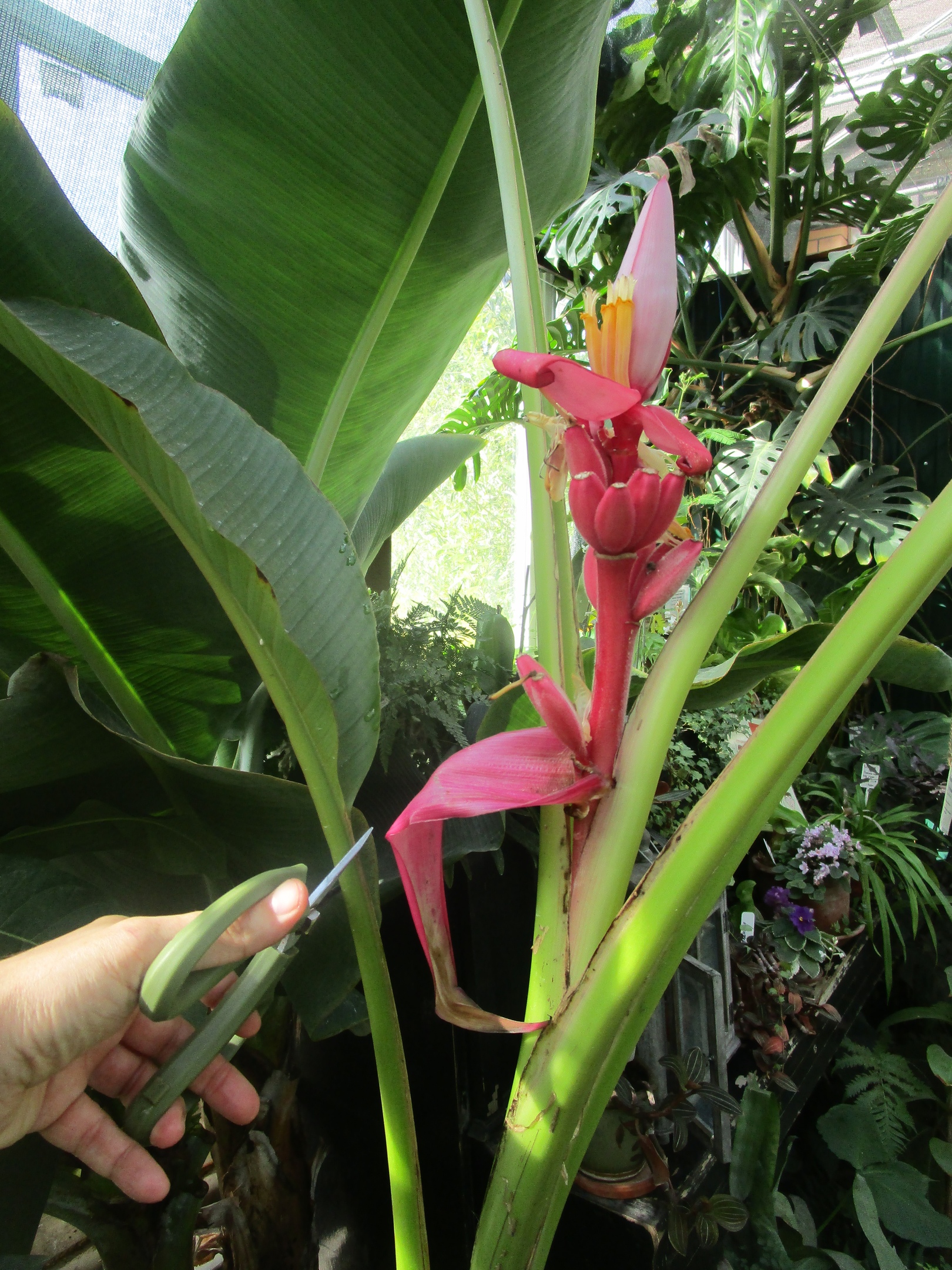 Ботанический сад Твери приглашает поесть бананов