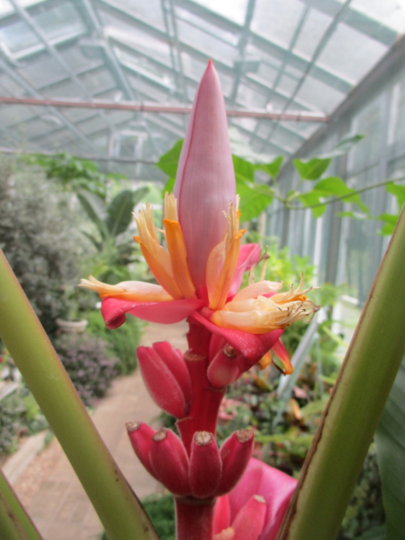 Ботанический сад Твери приглашает поесть бананов