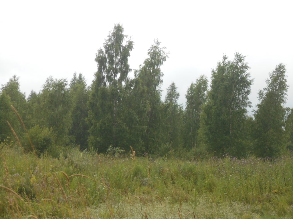 В Тверской области землевладельца оштрафовали за заросшие угодья В Тверской области землевладельца оштрафовали за заросшие угодья