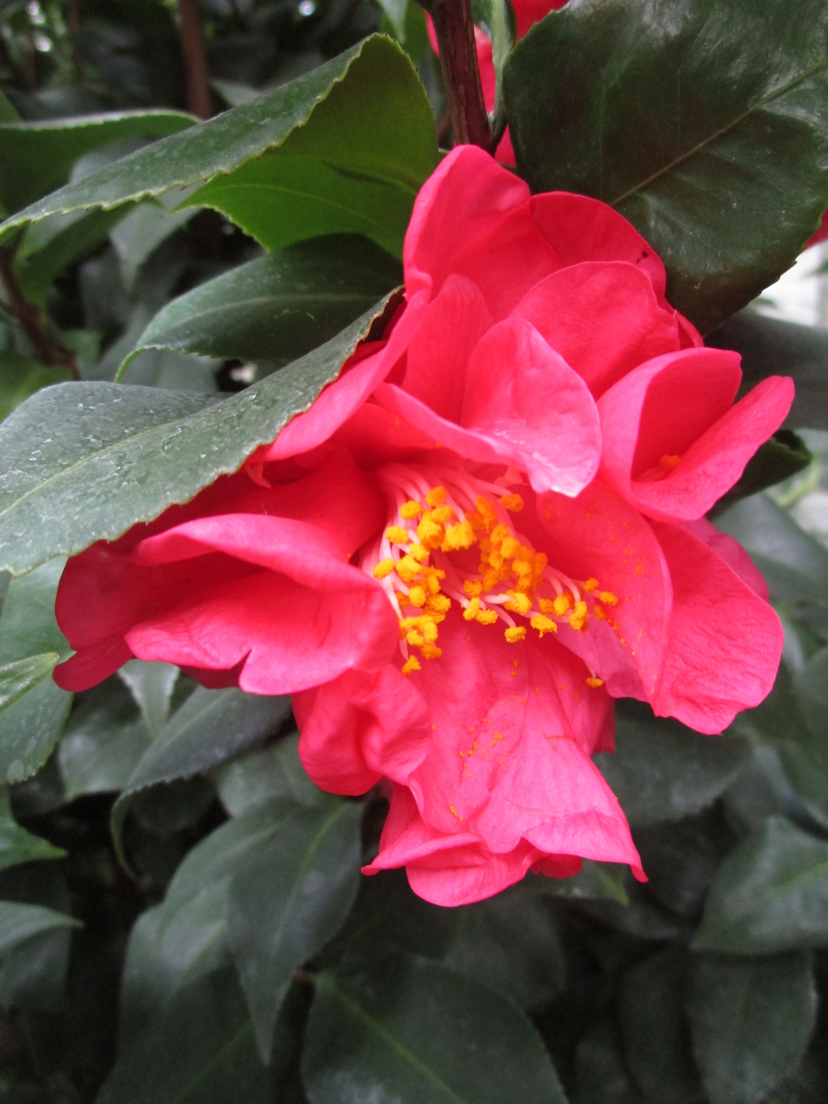 Ботанический сад Твери рассказал историю японских камелий