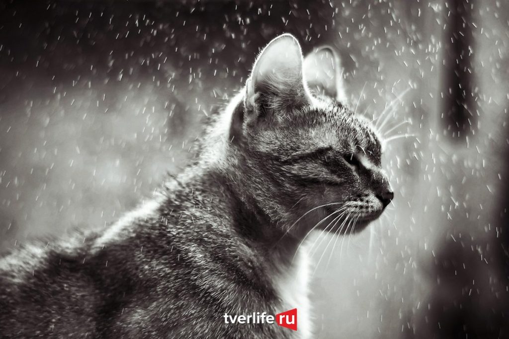 Проливные дожди накроют Тверскую область Проливные дожди накроют Тверскую область