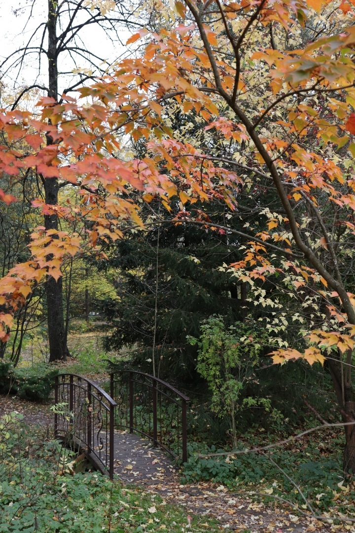 Тверской Ботанический сад поделился фотографиями золотой осени