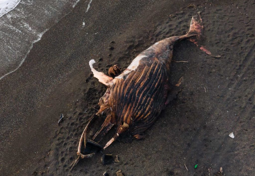 В Твери женщина нашла в купленных конфетах червя В Твери женщина нашла в купленных конфетах червя