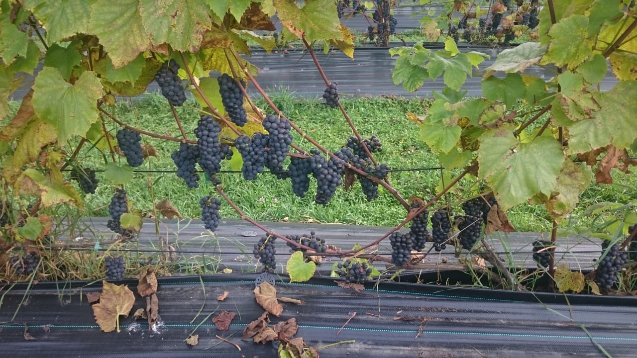 В Нило-Столобенской пустыни собрали урожай винограда