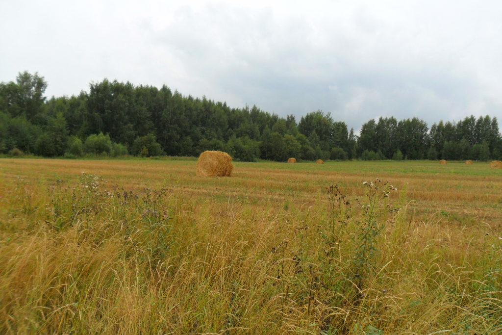 В Рамешковском районе устранены нарушения земельного законодательства