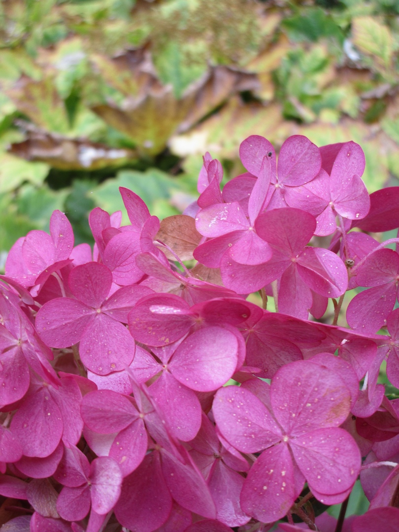 Ботанический сад похвастался фотографиями осенних цветов