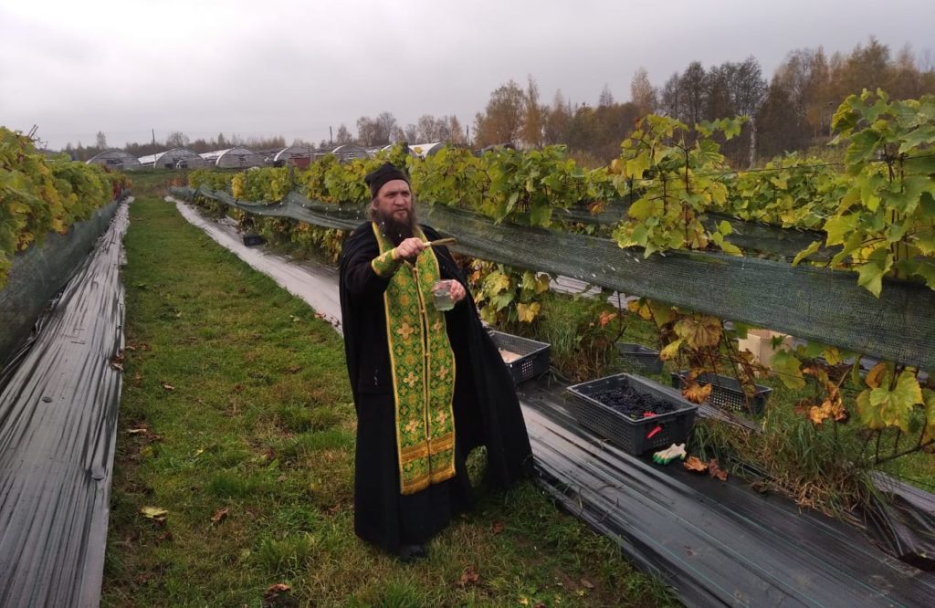 В Нило-Столобенской пустыни собрали урожай винограда