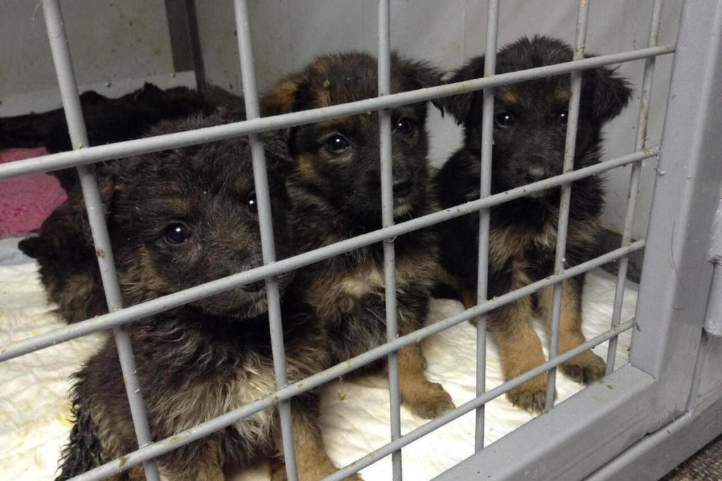 Брошенных собачек накормят и обогреют в новом приюте Тверской области