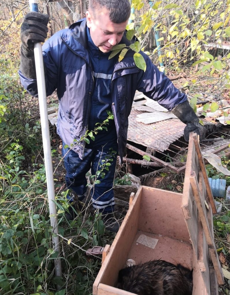 Ржевский енот чуть не расстался с жизнью в бочке с водой