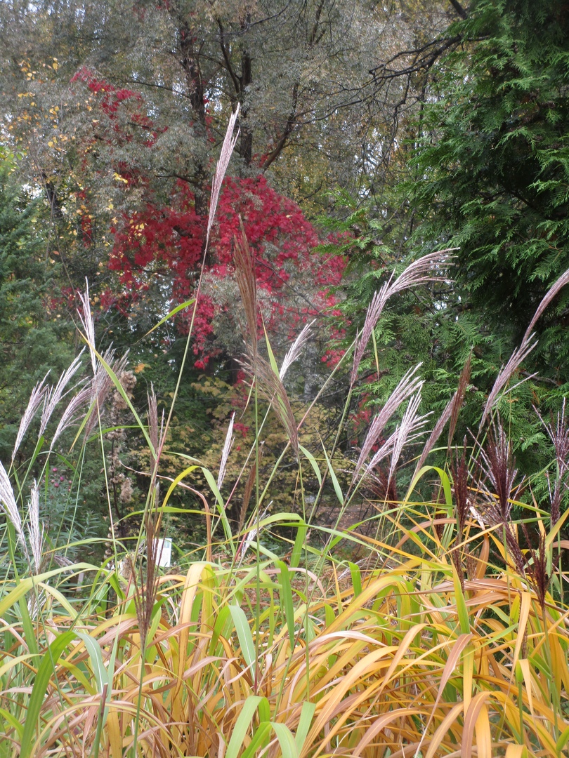 Ботанический сад похвастался фотографиями осенних цветов