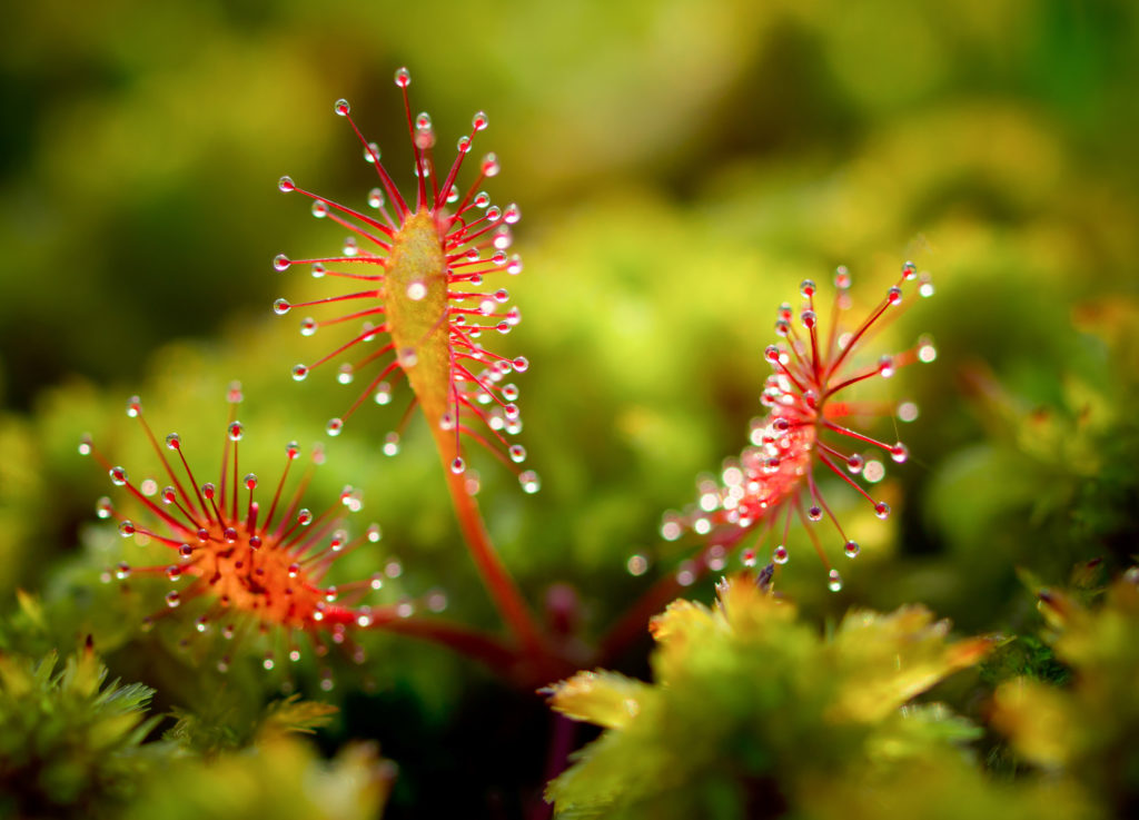 Болота Тверской области захватило хищное растение Болота Тверской области захватило хищное растение