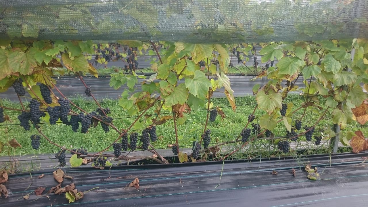 В Нило-Столобенской пустыни собрали урожай винограда