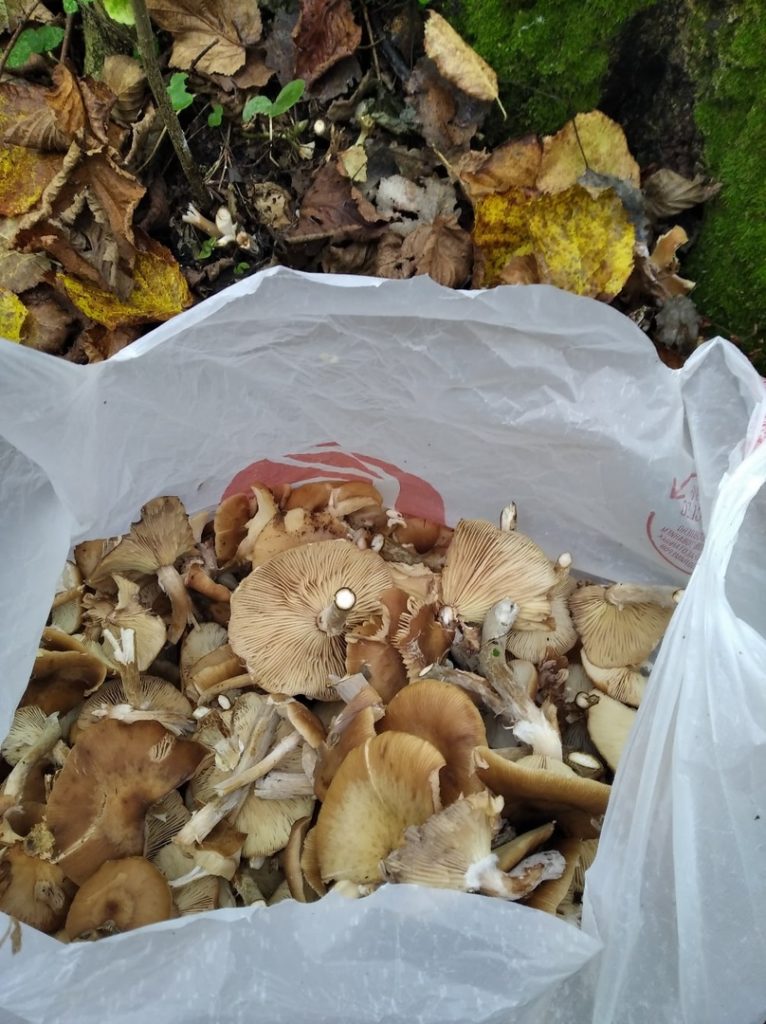 В Тверской области мужчина нашёл 15 килограммов грибов за два часа