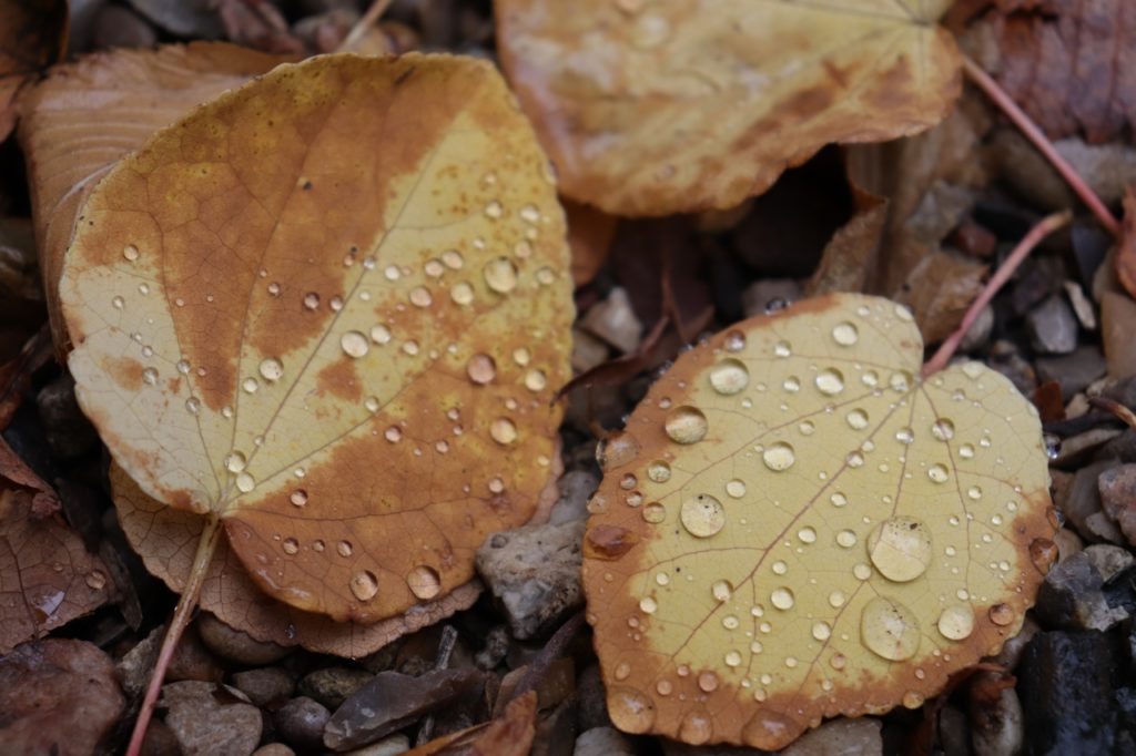 Тверской Ботанический сад поделился фотографиями золотой осени
