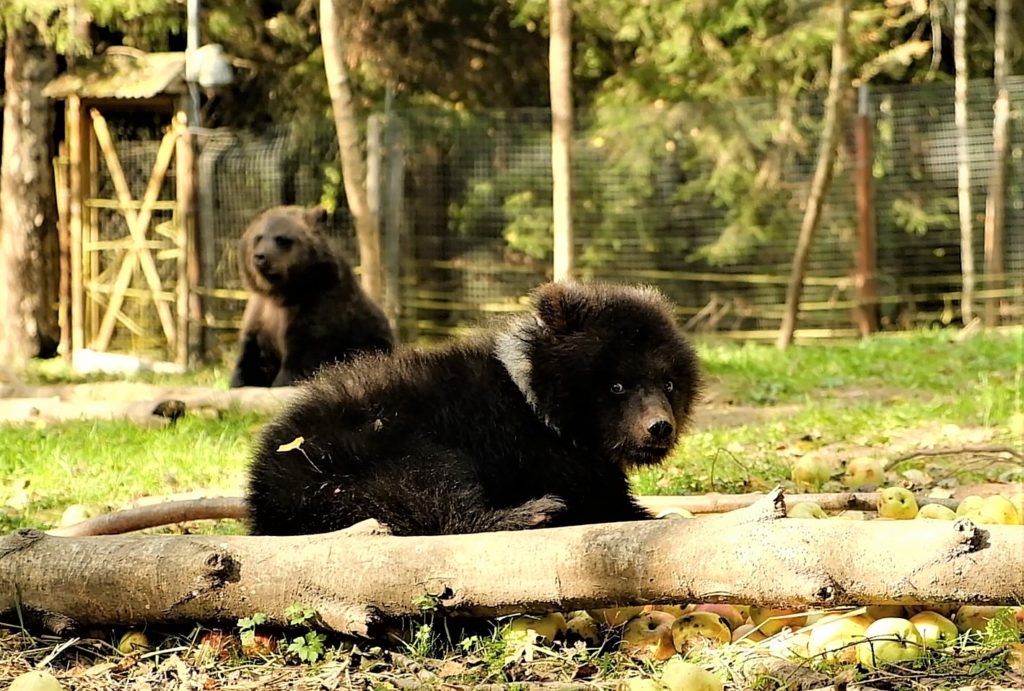 По яблоку на брата: на видео медвежата из Тверской области делят сладкую добычу По яблоку на брата: на видео медвежата из Тверской области делят сладкую добычу