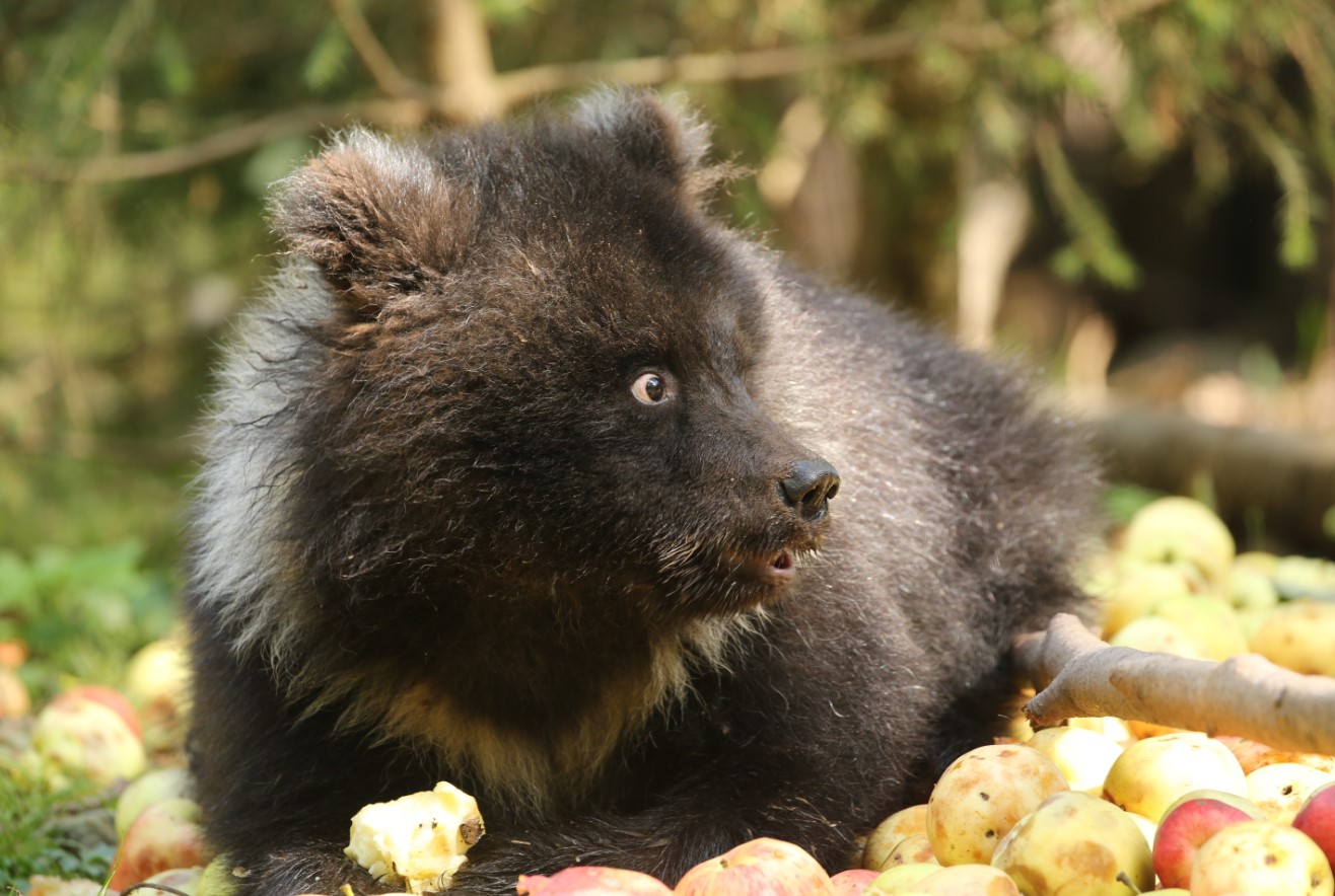 Медвежата-сироты съели более 12 тонн яблок