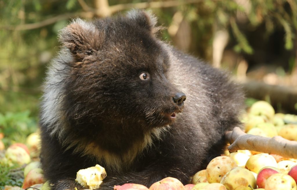 Медвежата-сироты съели более 12 тонн яблок