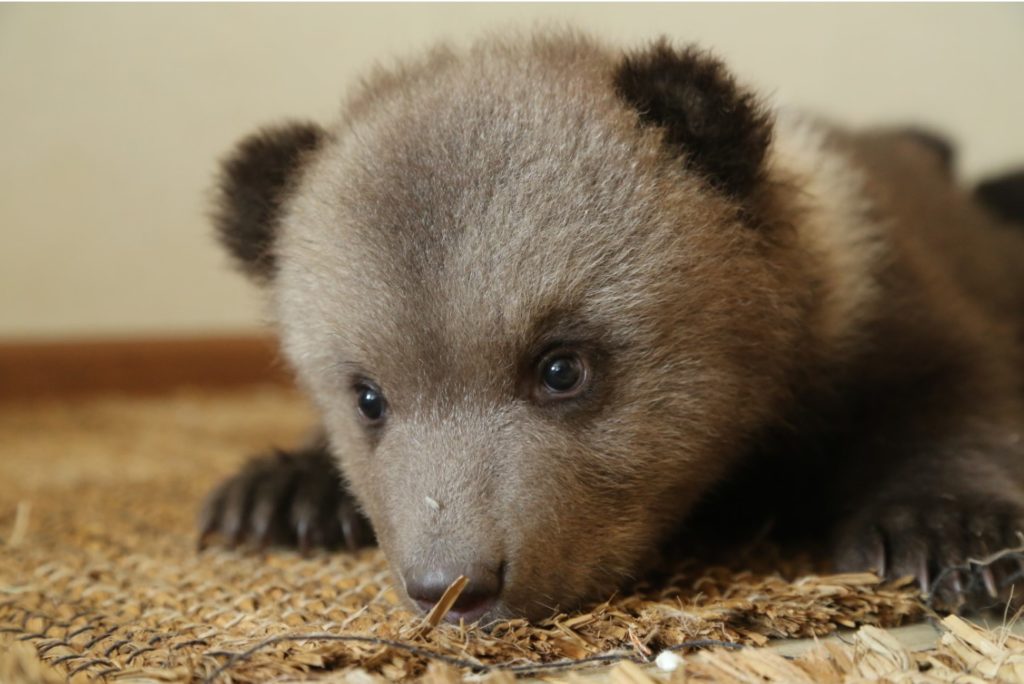 Центр спасения медвежат-сирот отмечает два года работы в Тверской области Центр спасения медвежат-сирот отмечает два года работы в Тверской области