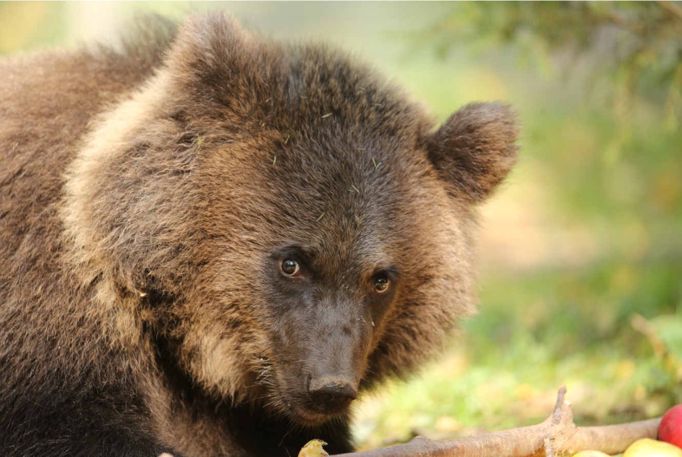 Медвежата-сироты съели более 12 тонн яблок
