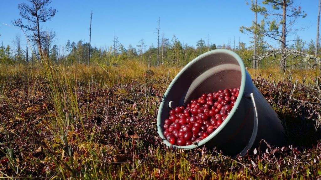 В Тверской области мужчину, собиравшего клюкву, засосало болото