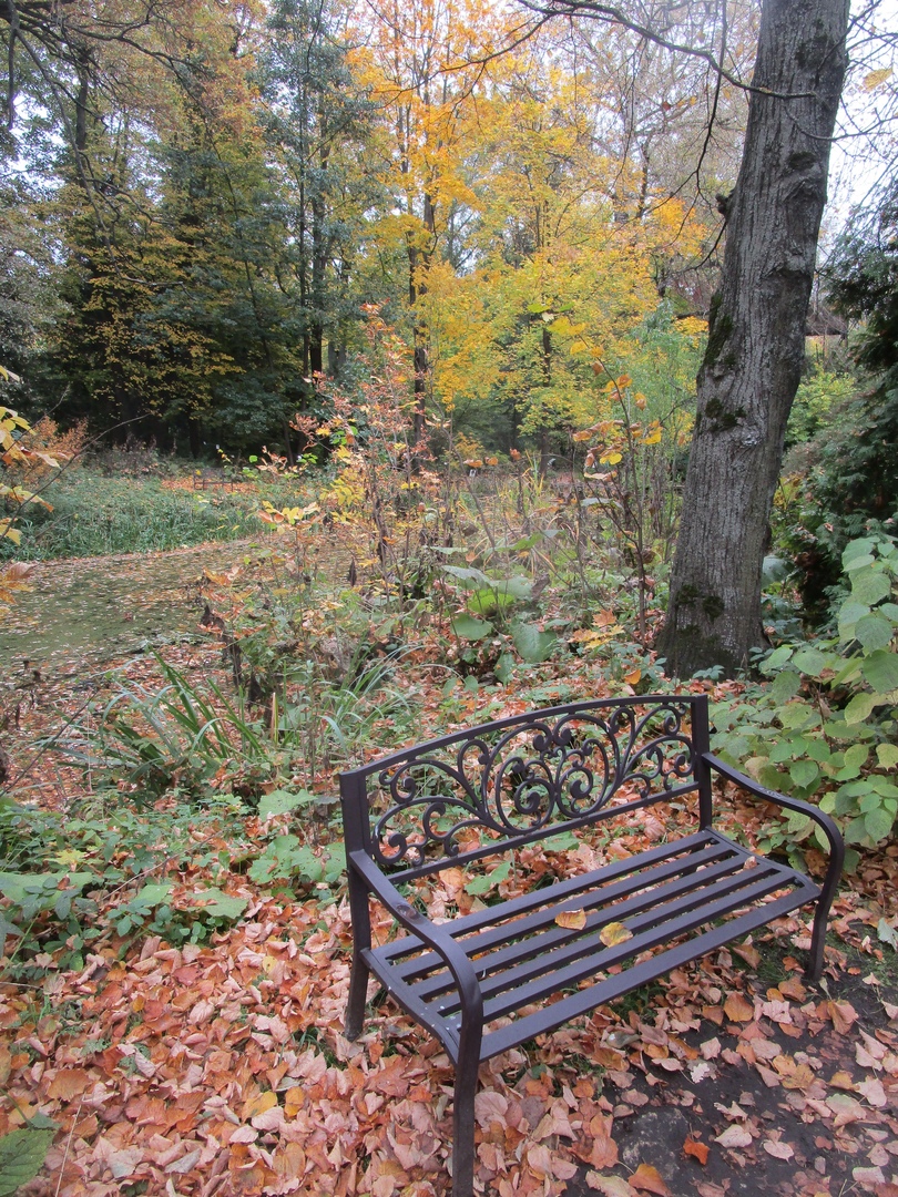 Ботанический сад похвастался фотографиями осенних цветов