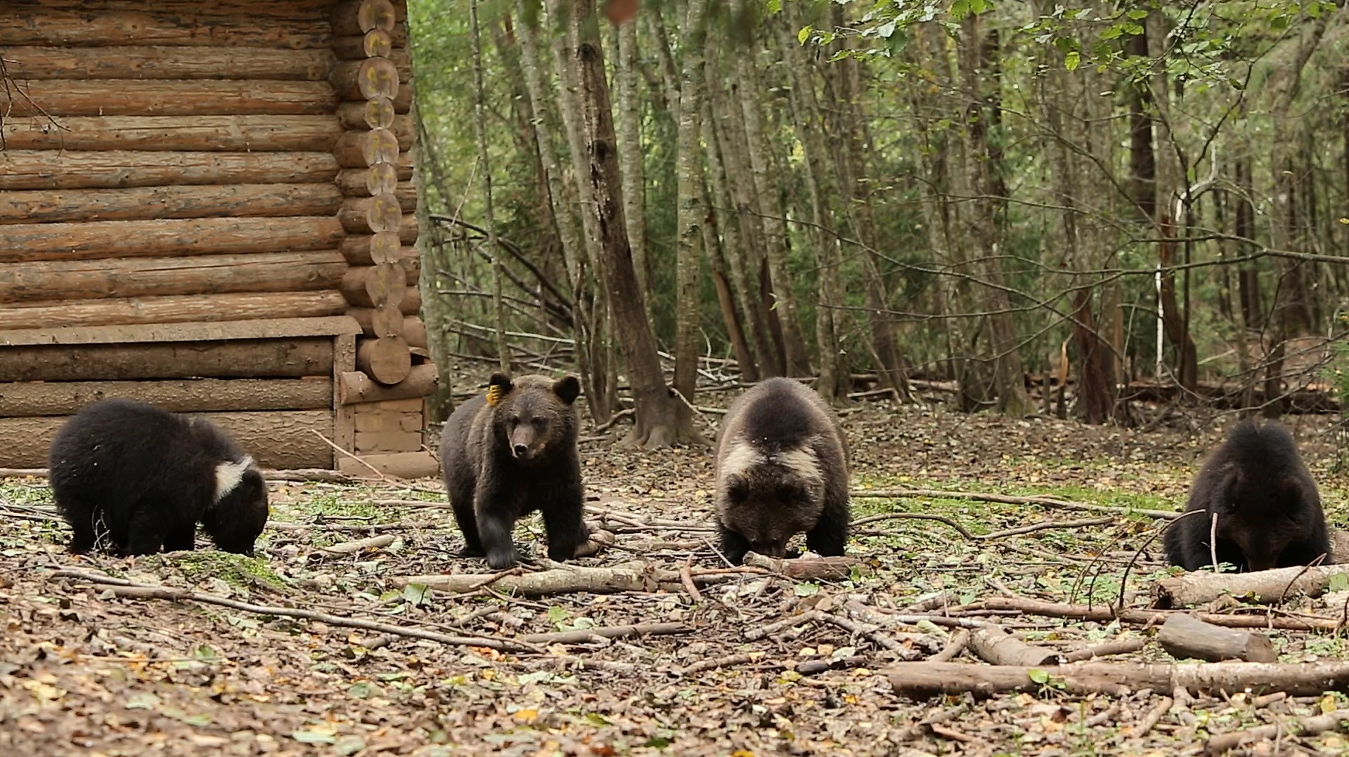 Маленькие медвежата кушают кашу в Тверской области