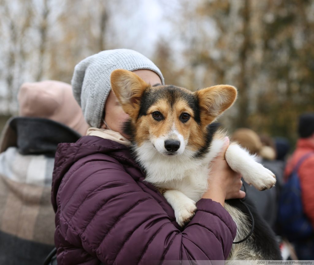 Собачий движ: в Твери прошли выставки собак