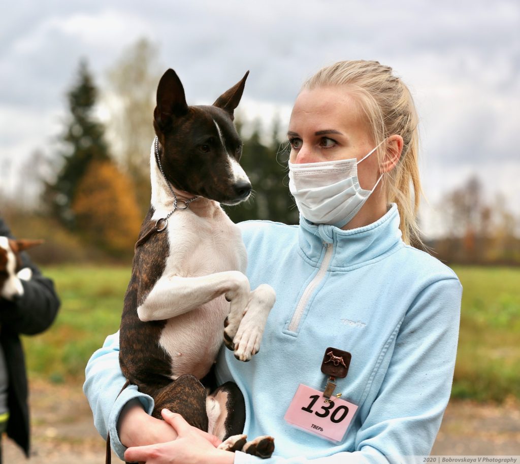 Собачий движ: в Твери прошли выставки собак