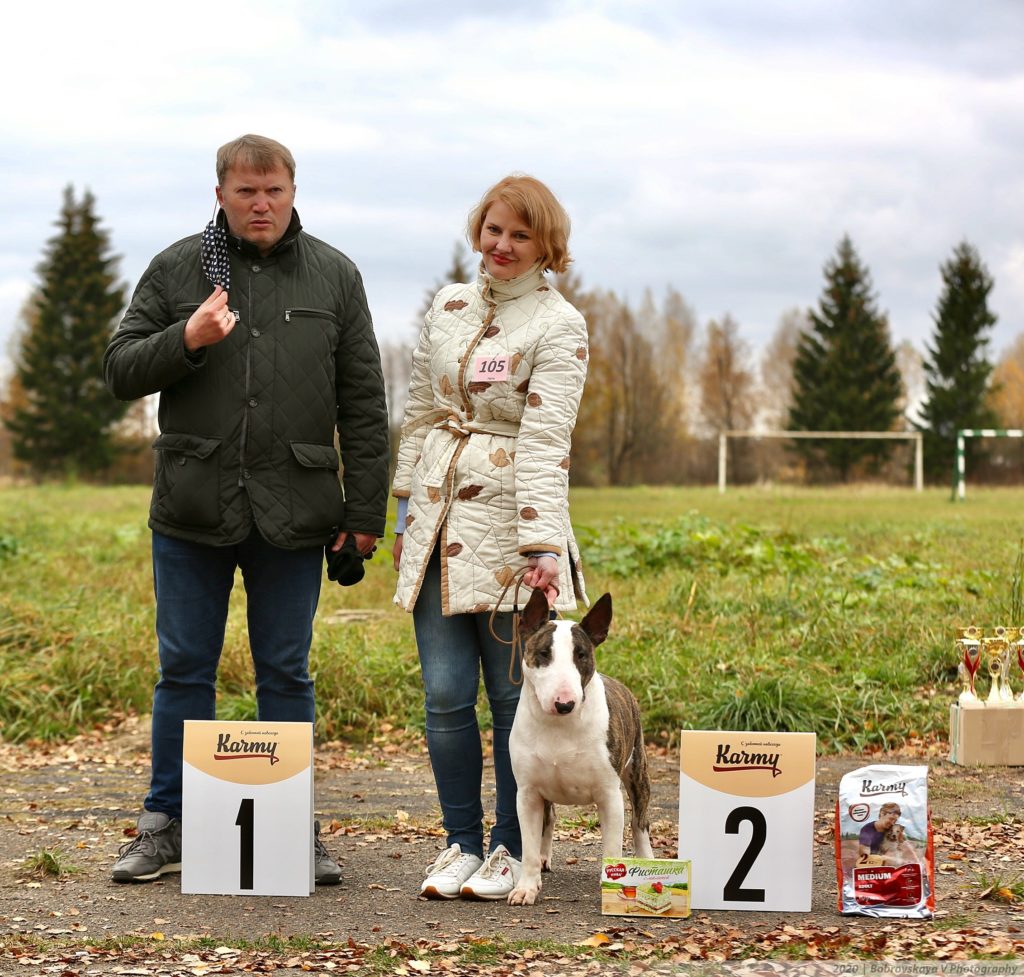 Собачий движ: в Твери прошли выставки собак