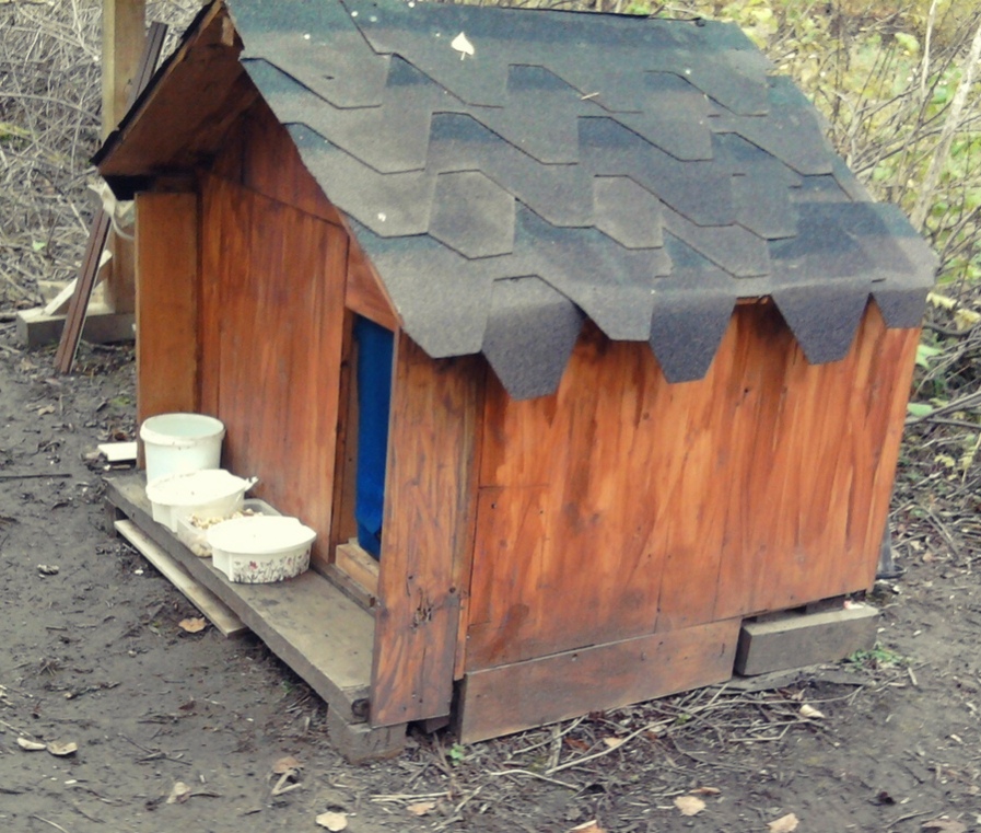 Собаки научились искать "закладки" и разогнали наркоманов со старинного кладбища в Твери