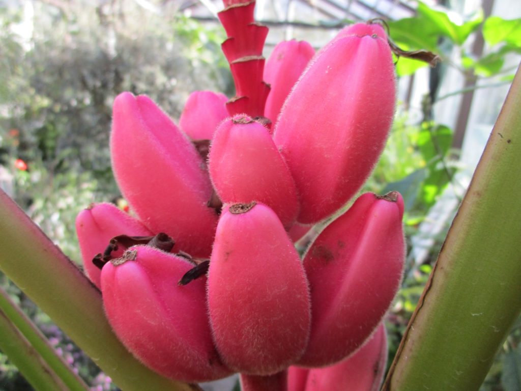 В тренде: в Ботаническом саду ТвГУ поспевают «гламурные» розовые бананы