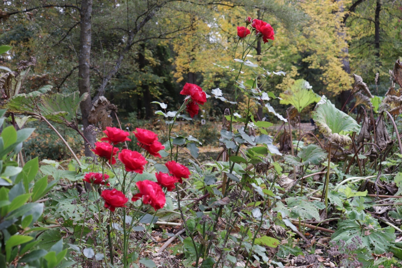 Осенние краски: Ботанический сад Твери делится фотографиями цветов