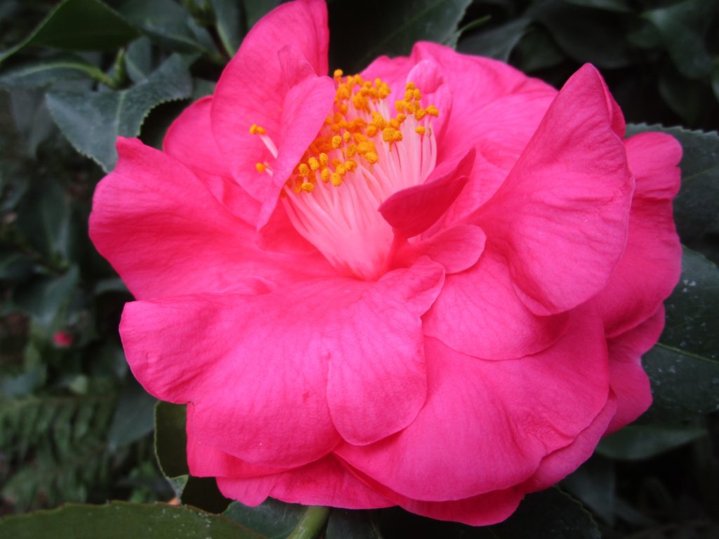 Ботанический сад Твери рассказал историю японских камелий