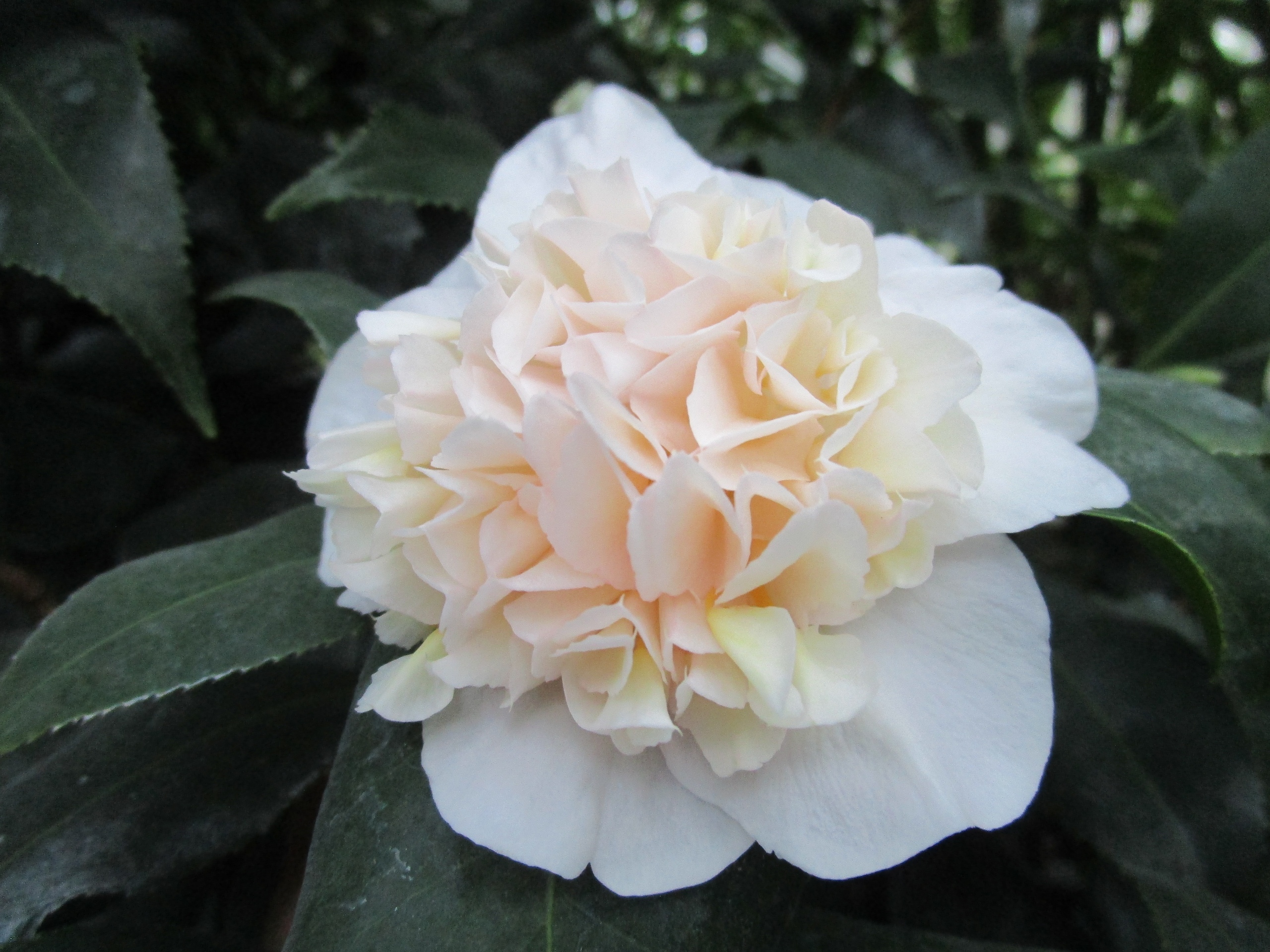 Ботанический сад Твери рассказал историю японских камелий