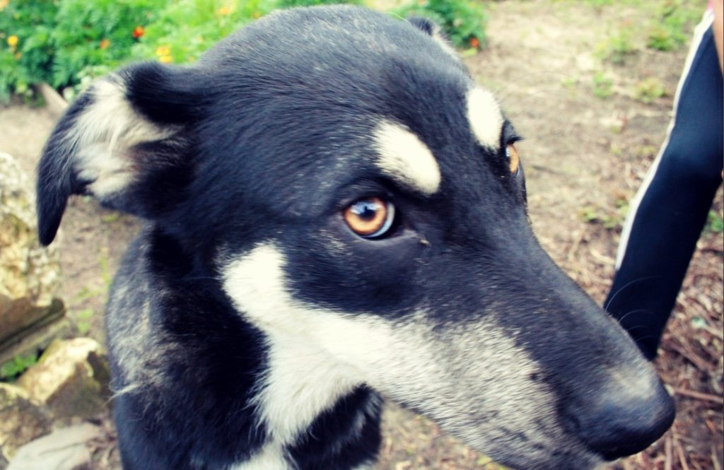 Собаки научились искать "закладки" и разогнали наркоманов со старинного кладбища в Твери