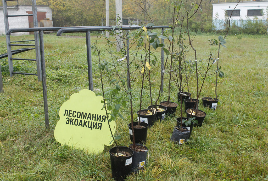 В Твери волонтеры и студенты высадили порядка 30 деревьев В Твери волонтеры и студенты высадили порядка 30 деревьев