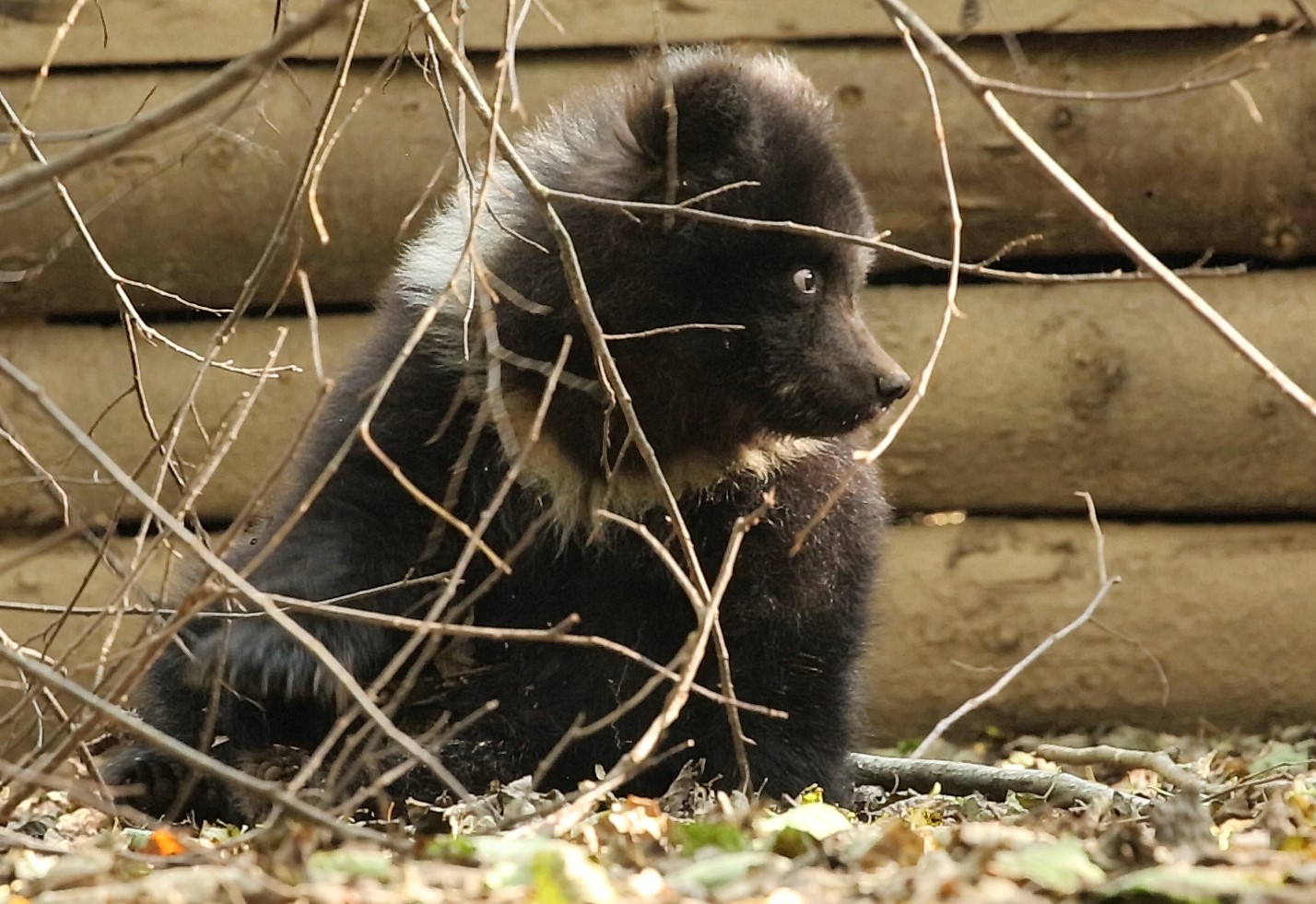 В Тверской области следят за здоровьем маленькой медведицы