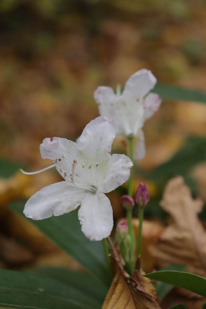 Осенние краски: Ботанический сад Твери делится фотографиями цветов