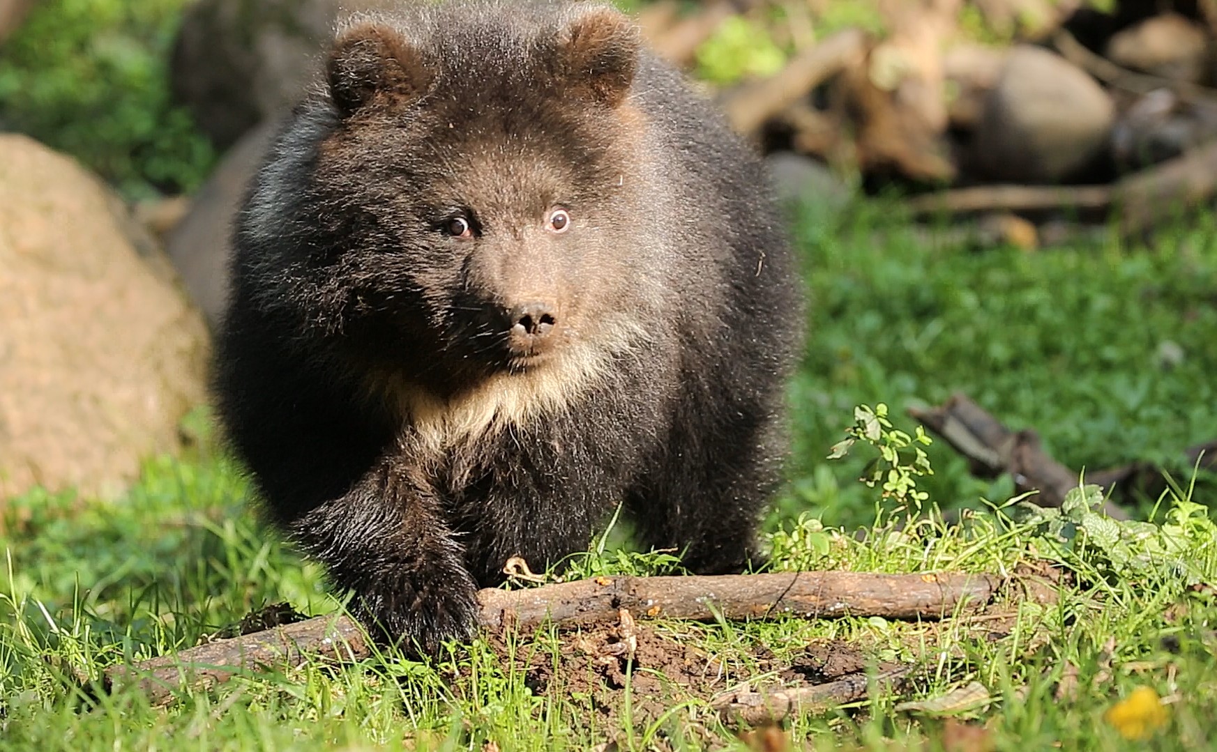 В Тверской области следят за здоровьем маленькой медведицы
