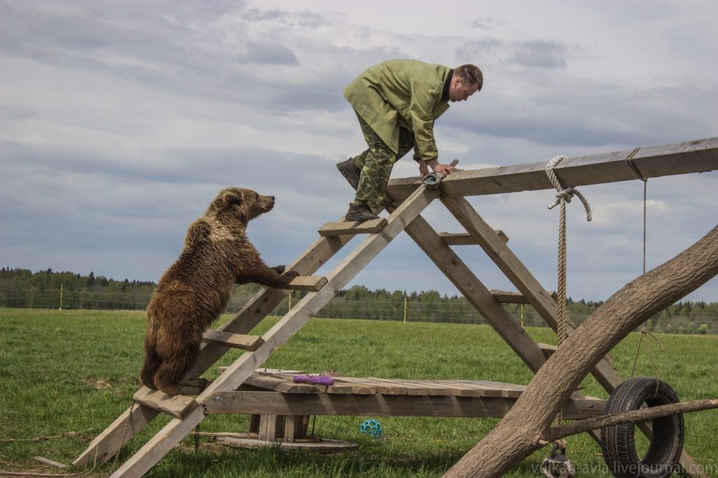 Авиамедведь из Тверской области активно занимается спортом