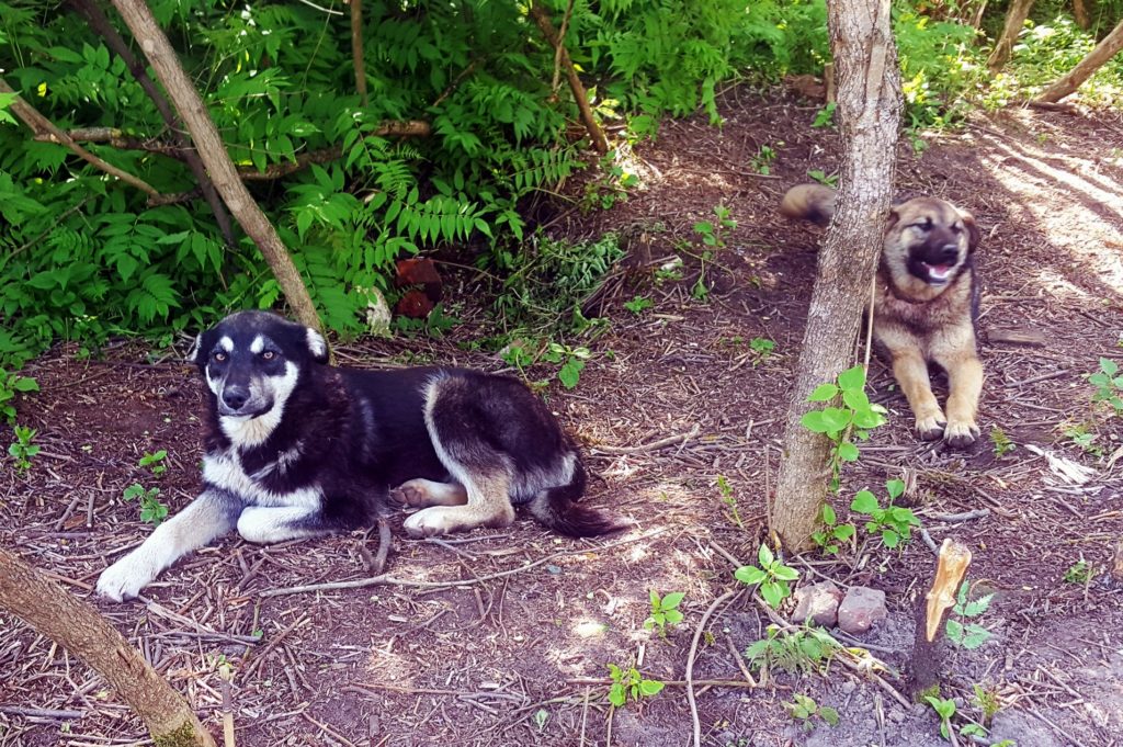 Собаки научились искать "закладки" и разогнали наркоманов со старинного кладбища в Твери