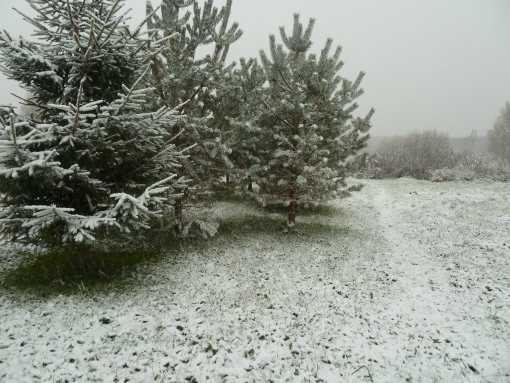 Жители Тверской области делятся фотографиями первого снега