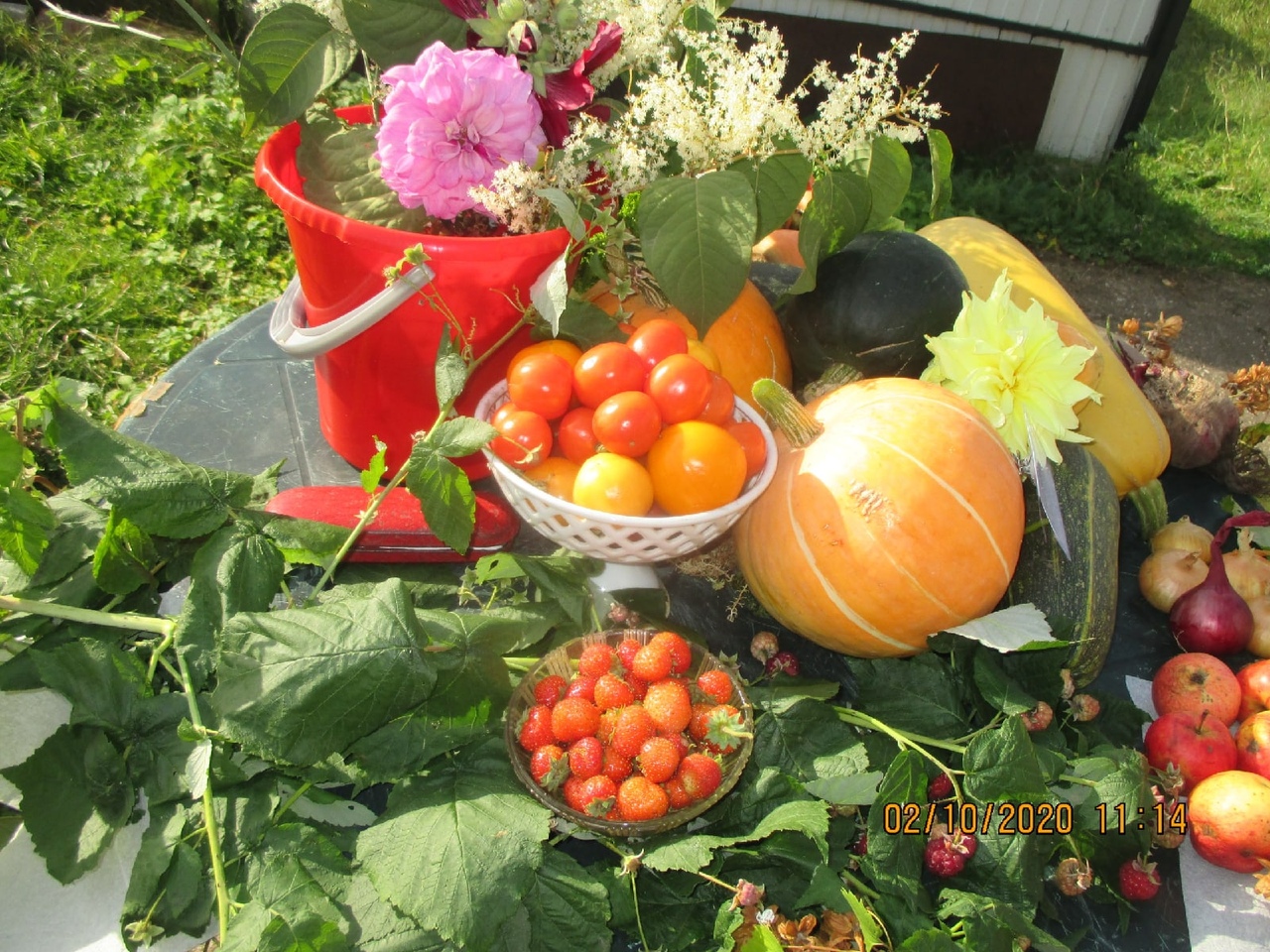 Торопецкие садоводы и огородники похвалились урожаем