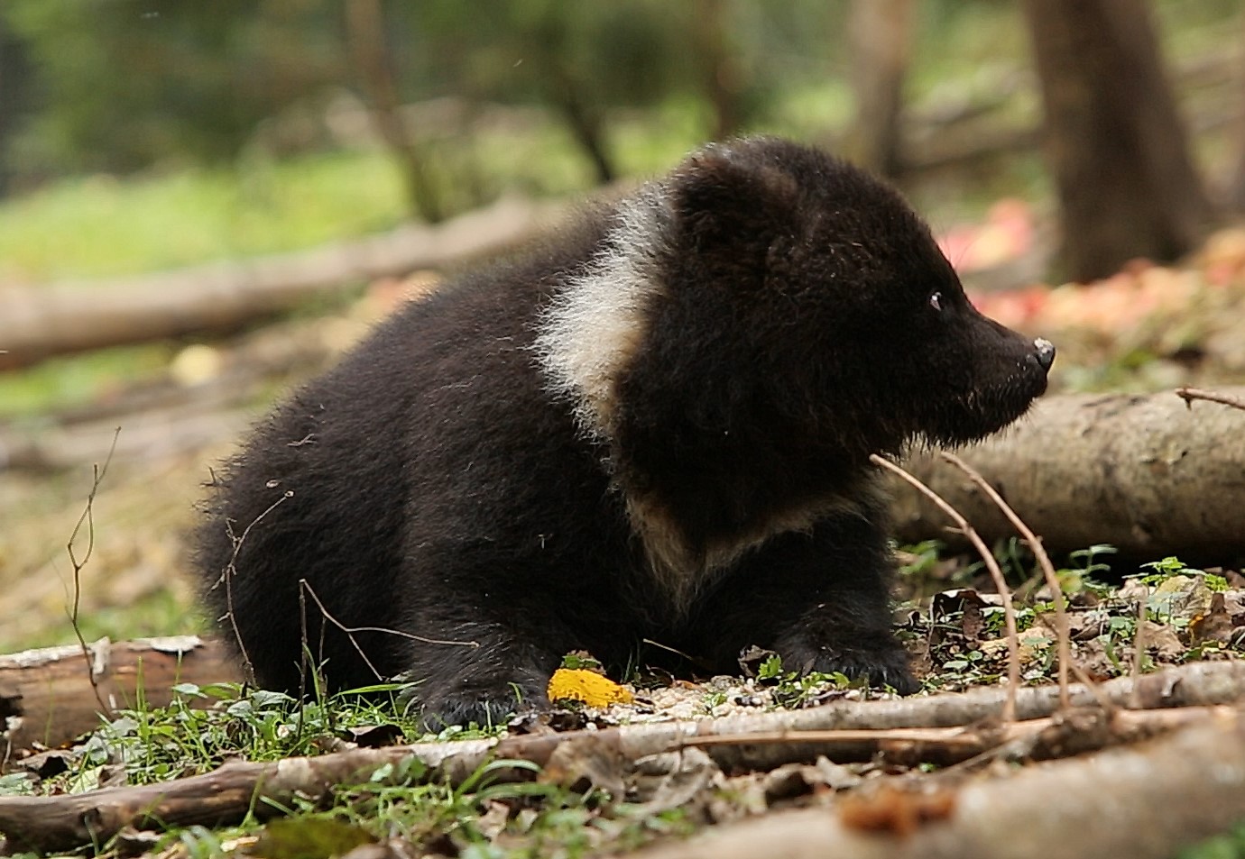 Маленькие медвежата кушают кашу в Тверской области