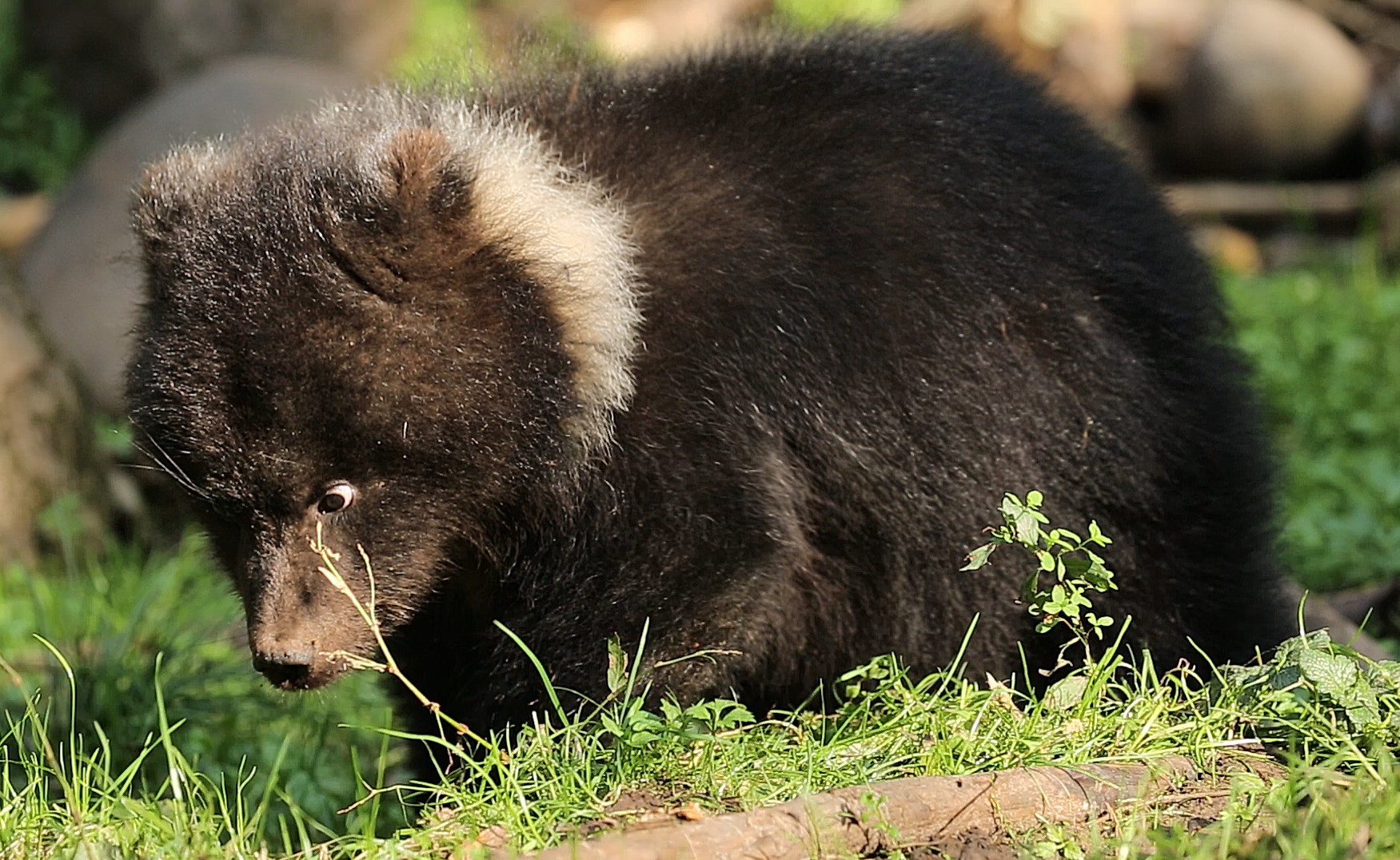 В Тверской области следят за здоровьем маленькой медведицы
